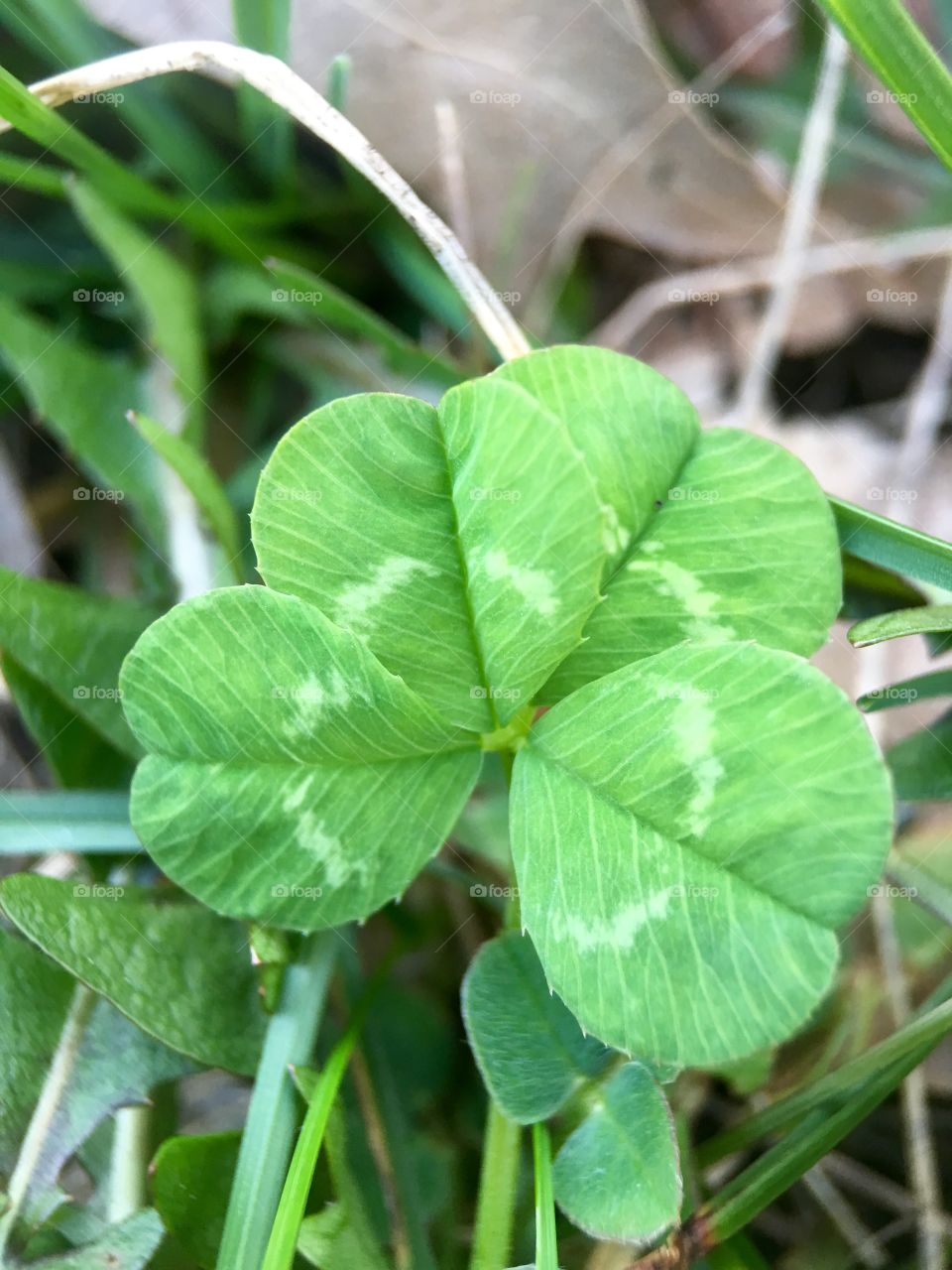 Macro Four leaf clover 