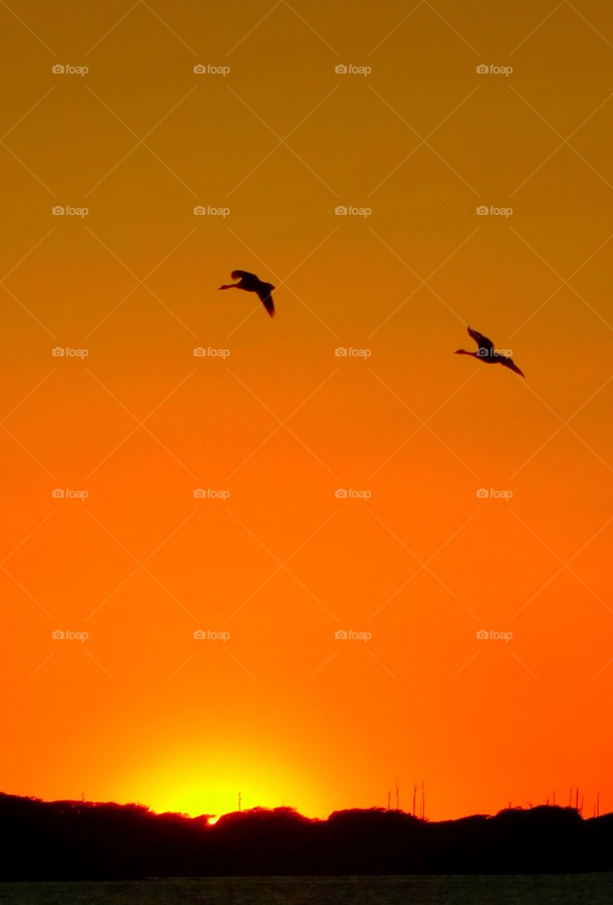 Canadian Geese in the spectacular sunset over the Choctawhatchee Bay!
The Canadian Geese fly over the bay in a magnificent sunset on their journey south for the winter!