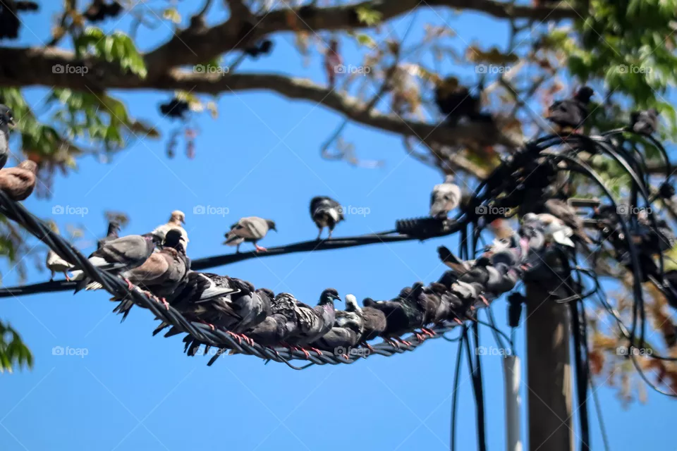 A flock of pigeons on the electrical line with clear blue sky background 