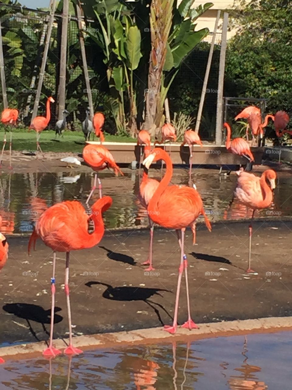 Flamingos 