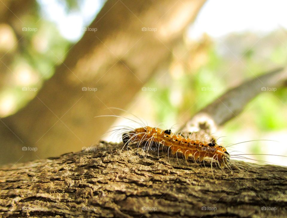 hairy caterpillar. hairy caterpillar walk on the tree