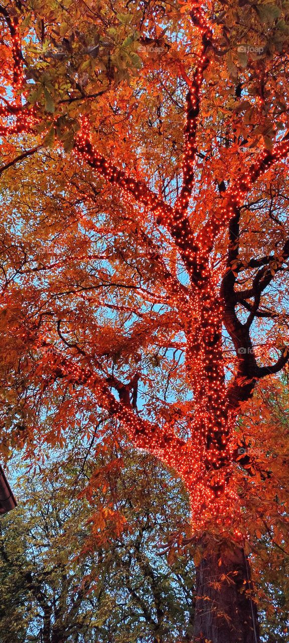 tree with lights in Denmark