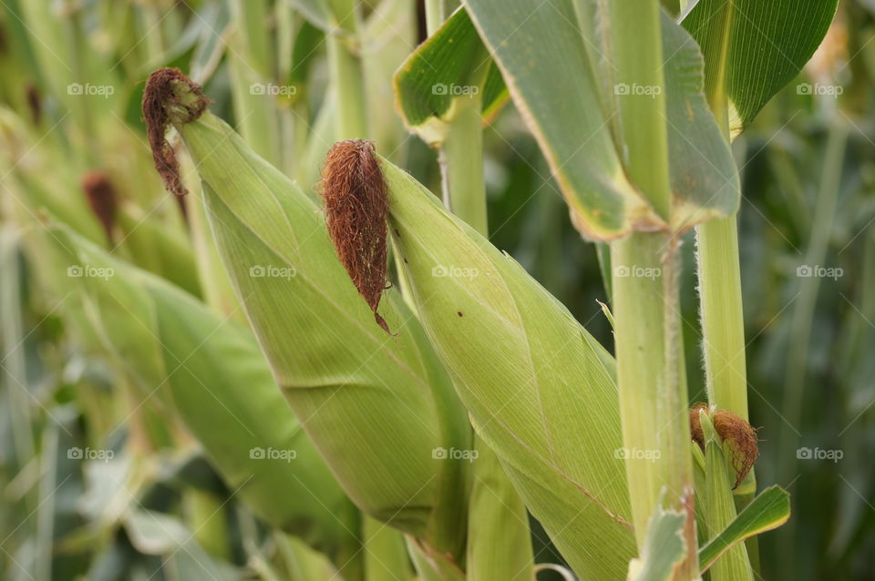 Fresh corn