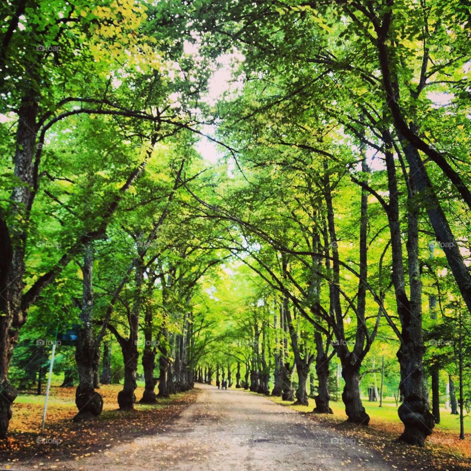 Forest road in the fairy forest. Forest road in the autumn forest