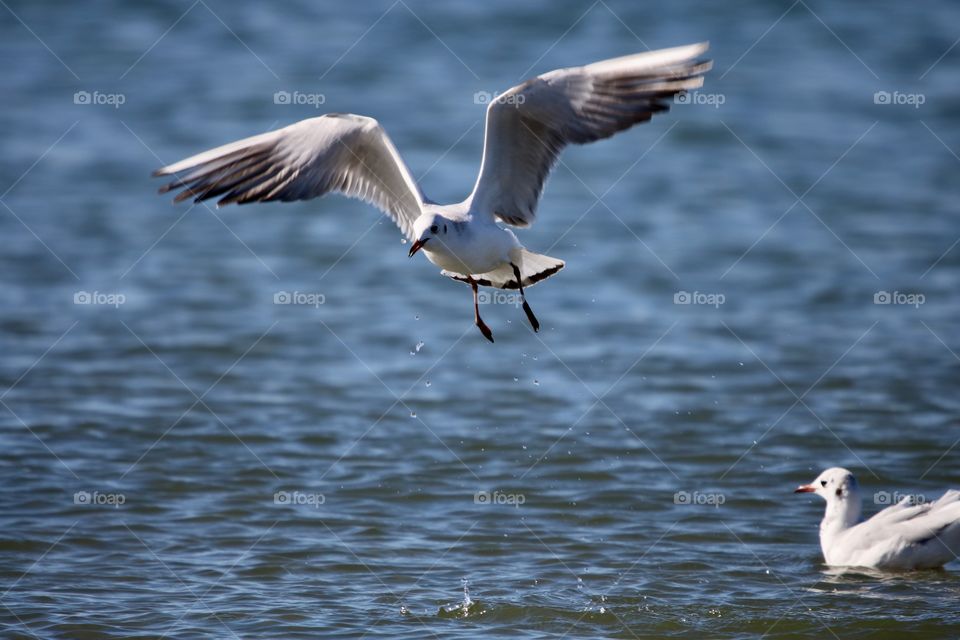 seagull in flight