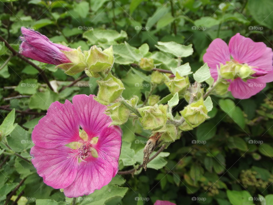 Pink Hibiscus Flower