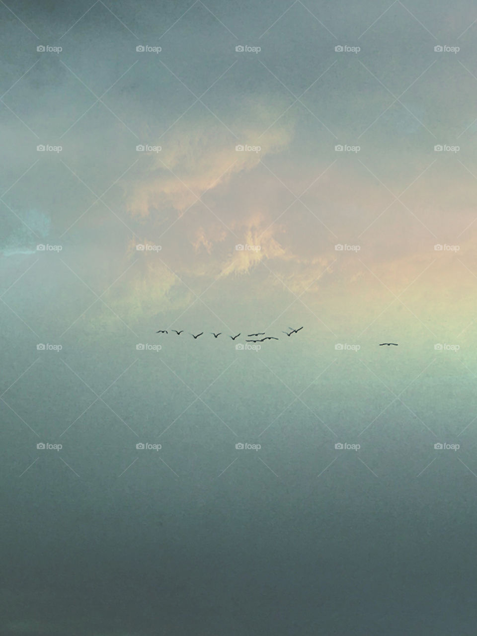 Birds flying high among the glorious clouds