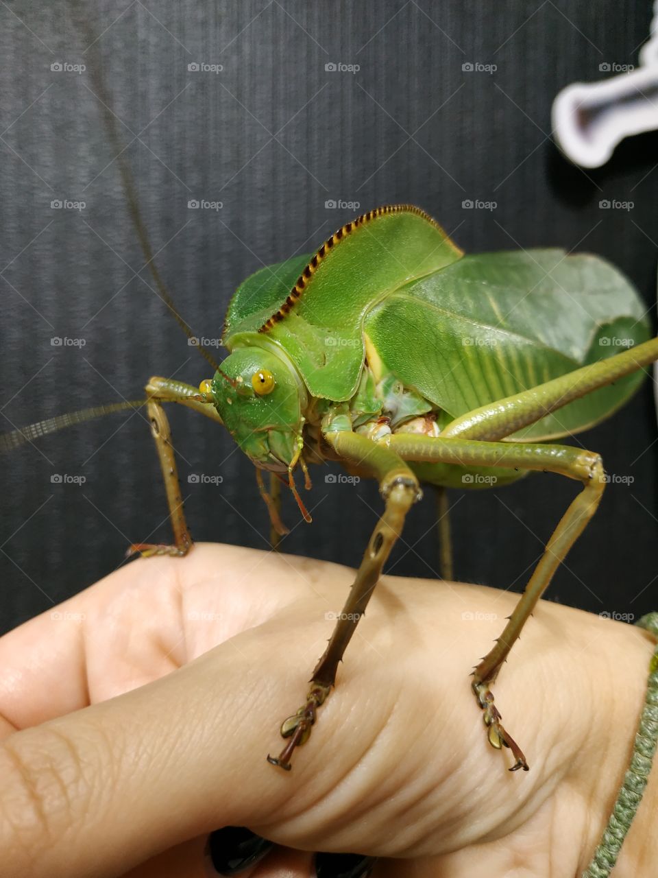 just a small grasshopper