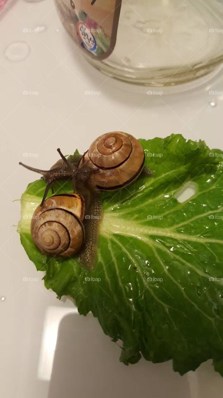 Snail’s dinner 