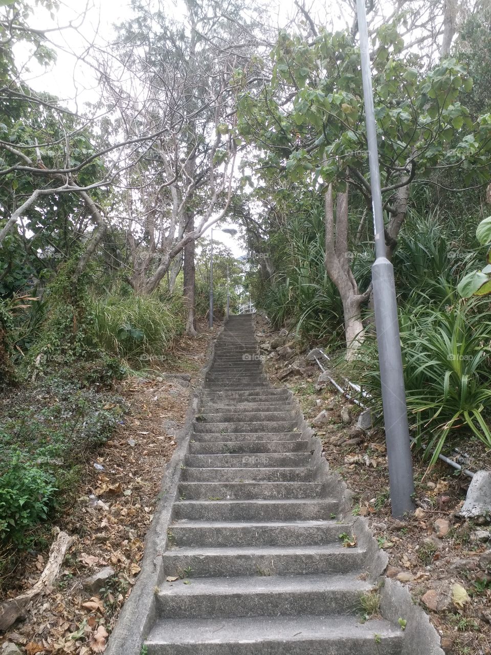 garden steps