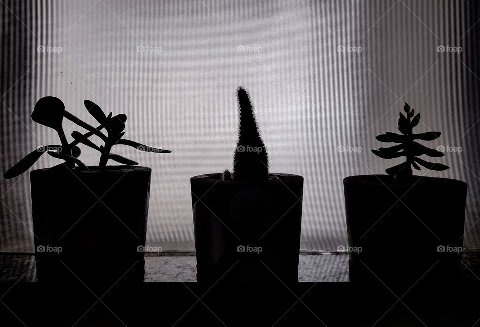 Minhas plantinhas. Suculentas e o cacto.