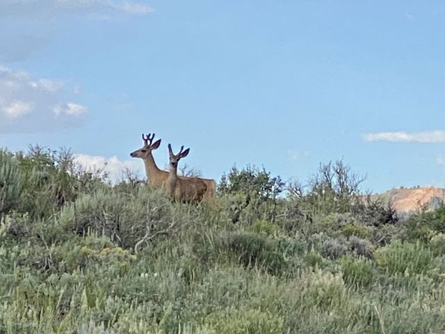 Young Bucks