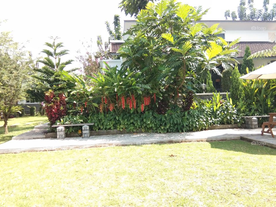 garden