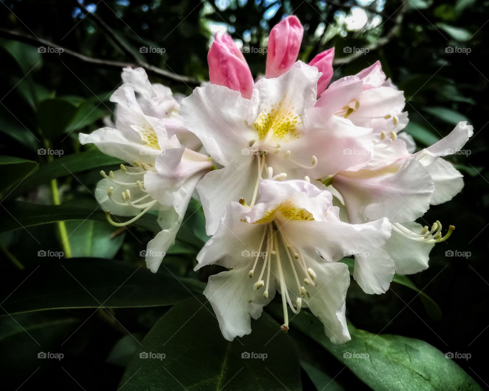 Rododendron