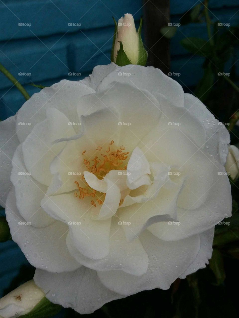 white rose on blue