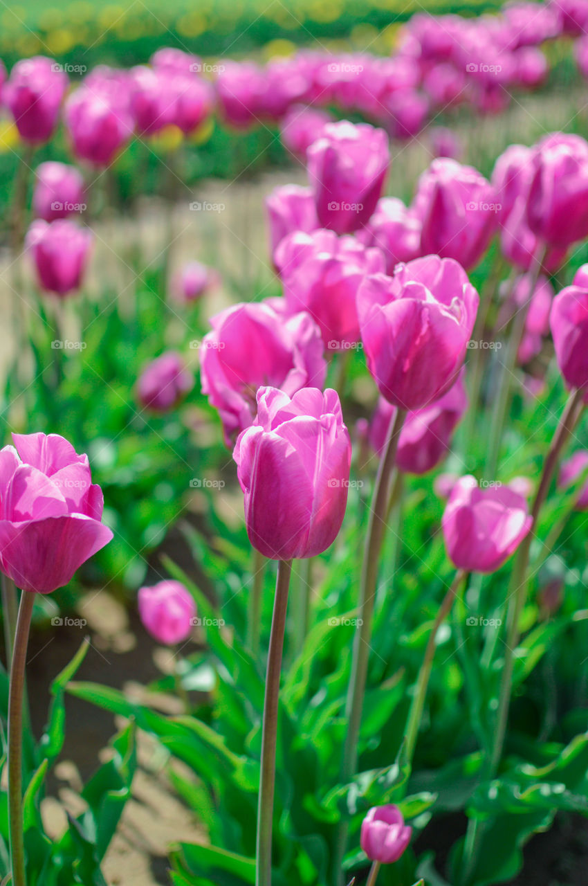 Tulip flowers, flower blooming, pretty pink tulip flowers , spring season , spring time 🌷