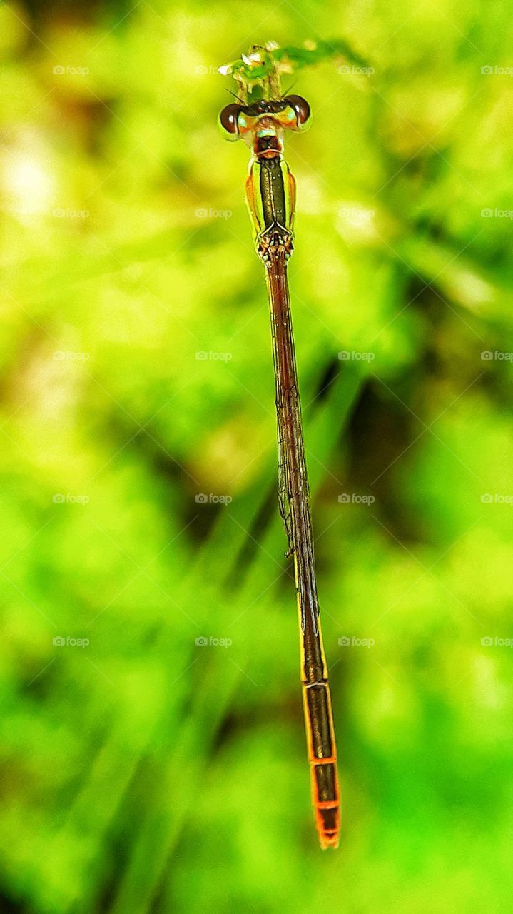 Dragonfly in our garden, capture using macro lens and phone camera