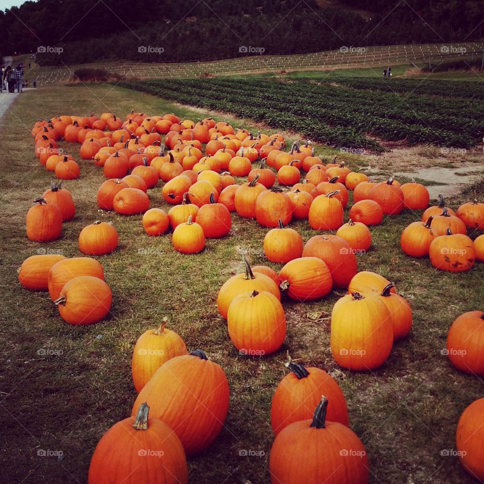 new England field of pumpkins. A field or pumpkins in northern Massachusetts