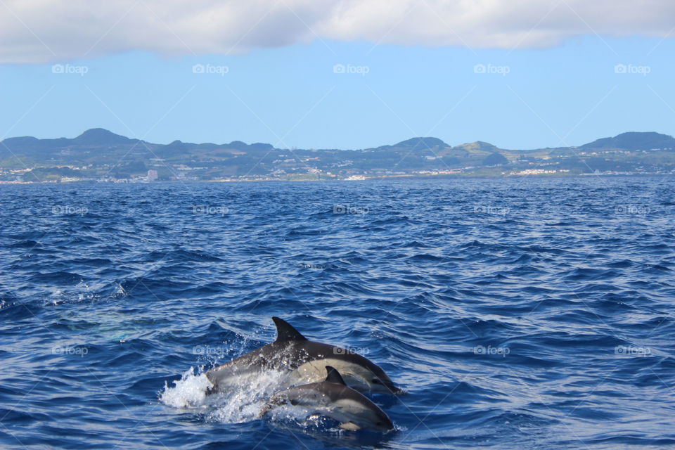 sea wildlife dolphin azores by ravanti