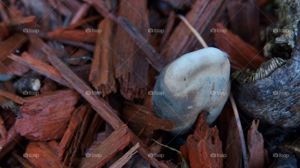 Stone-like dual colored black and white mushroom