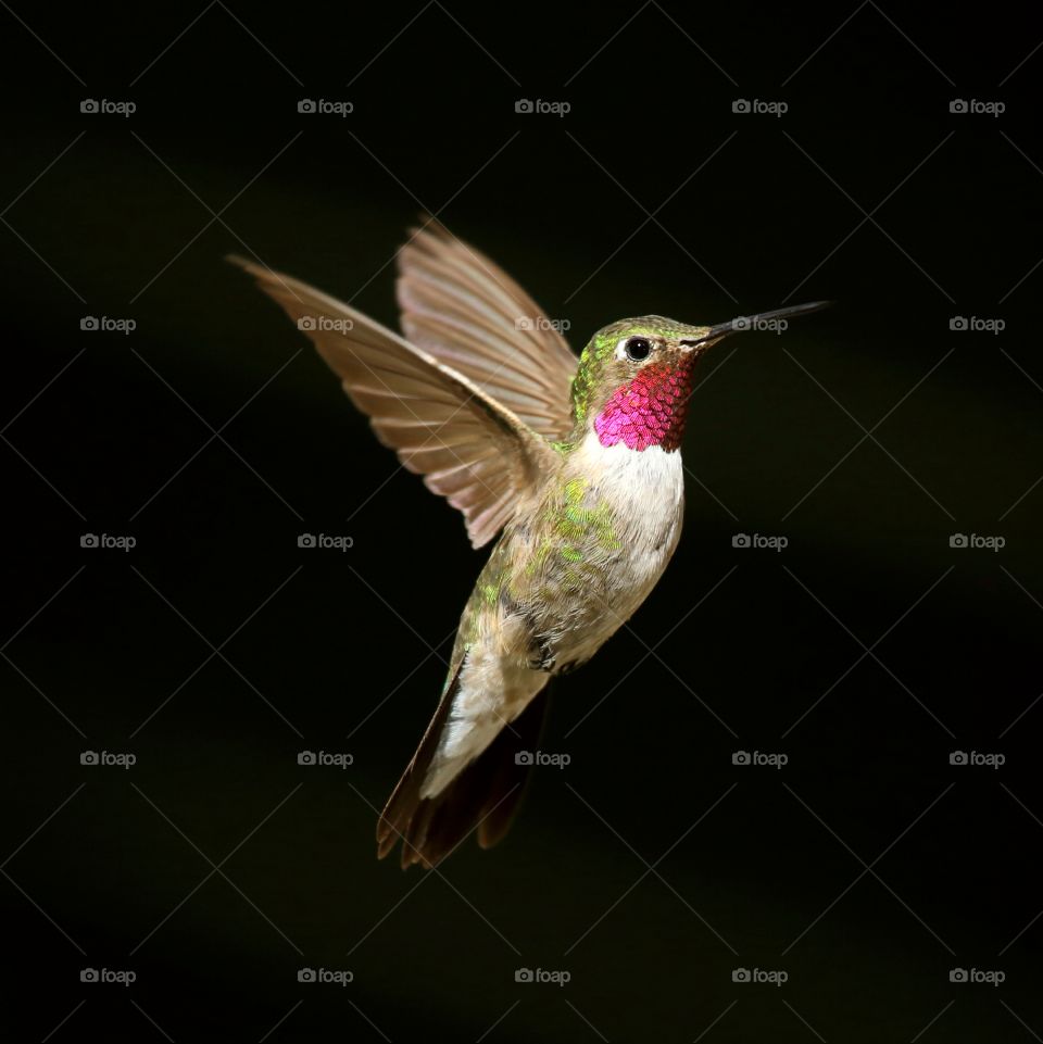 male hummingbird  ☺