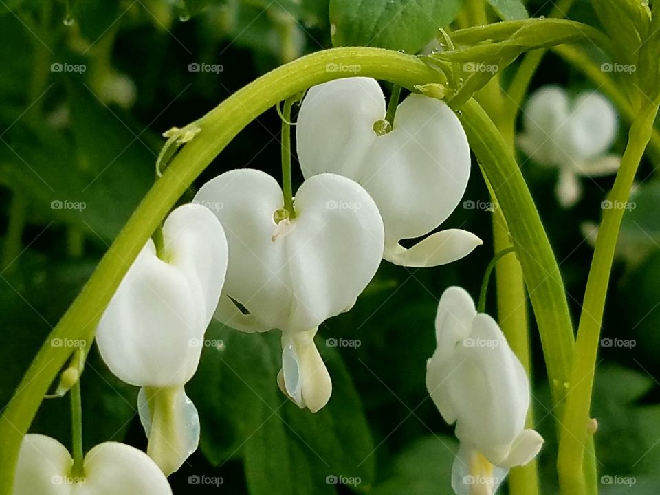 Flowers in our yard in the morning