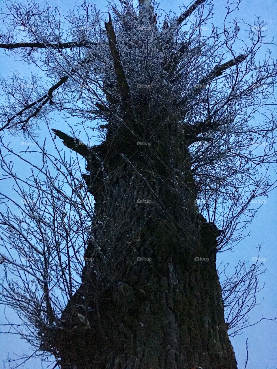 Pedinculate oak black and white shot from a pointperspective view