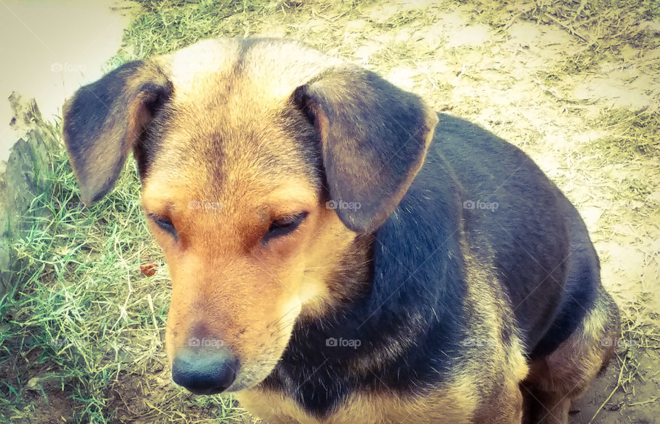 भारत के कुत्ते