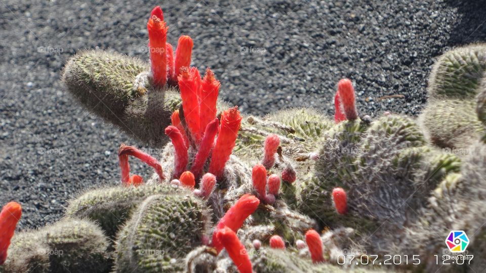 red cactus