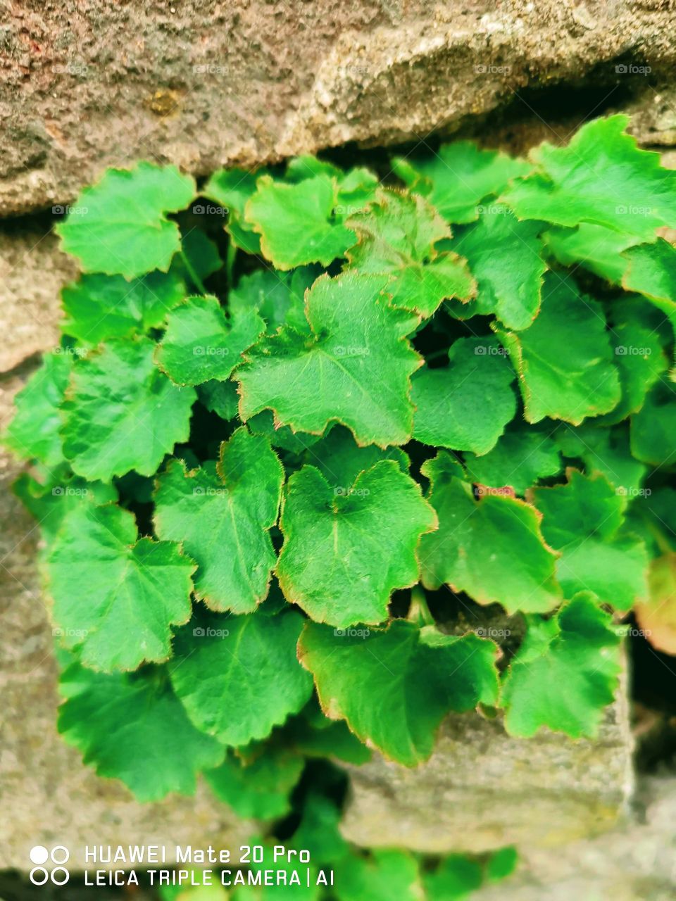 vegetación en la piedra