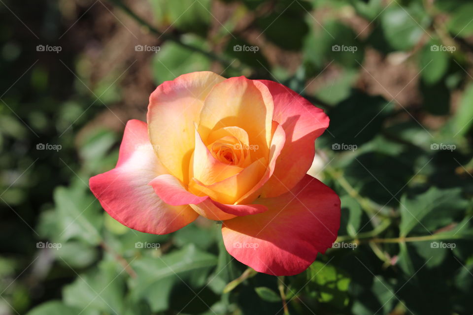 Gorgeous rose from Queen Sirikrit Botanical Gardens Thailand 