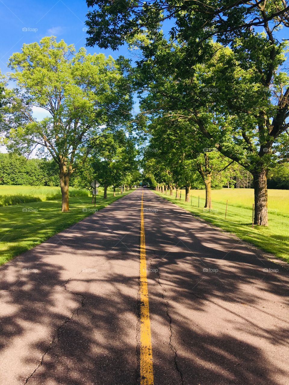 A Peaceful Summer Road