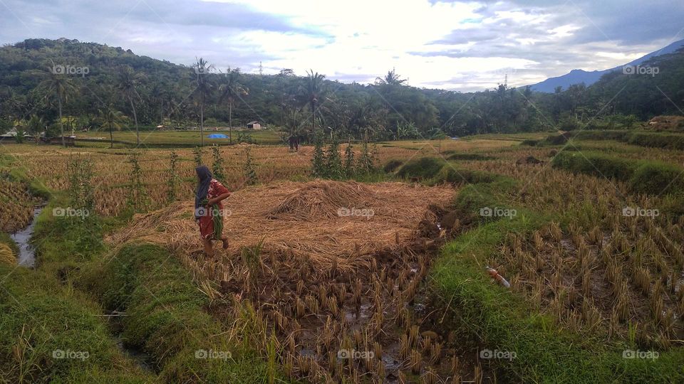 Farmer mother who has harvested long beans around the rice fields