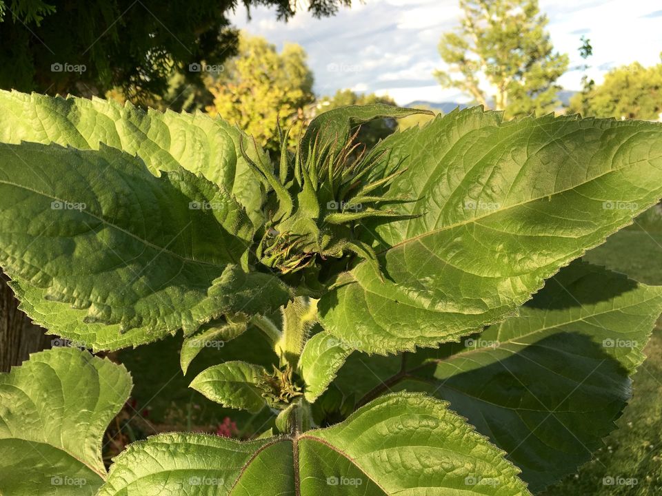 Sunflower