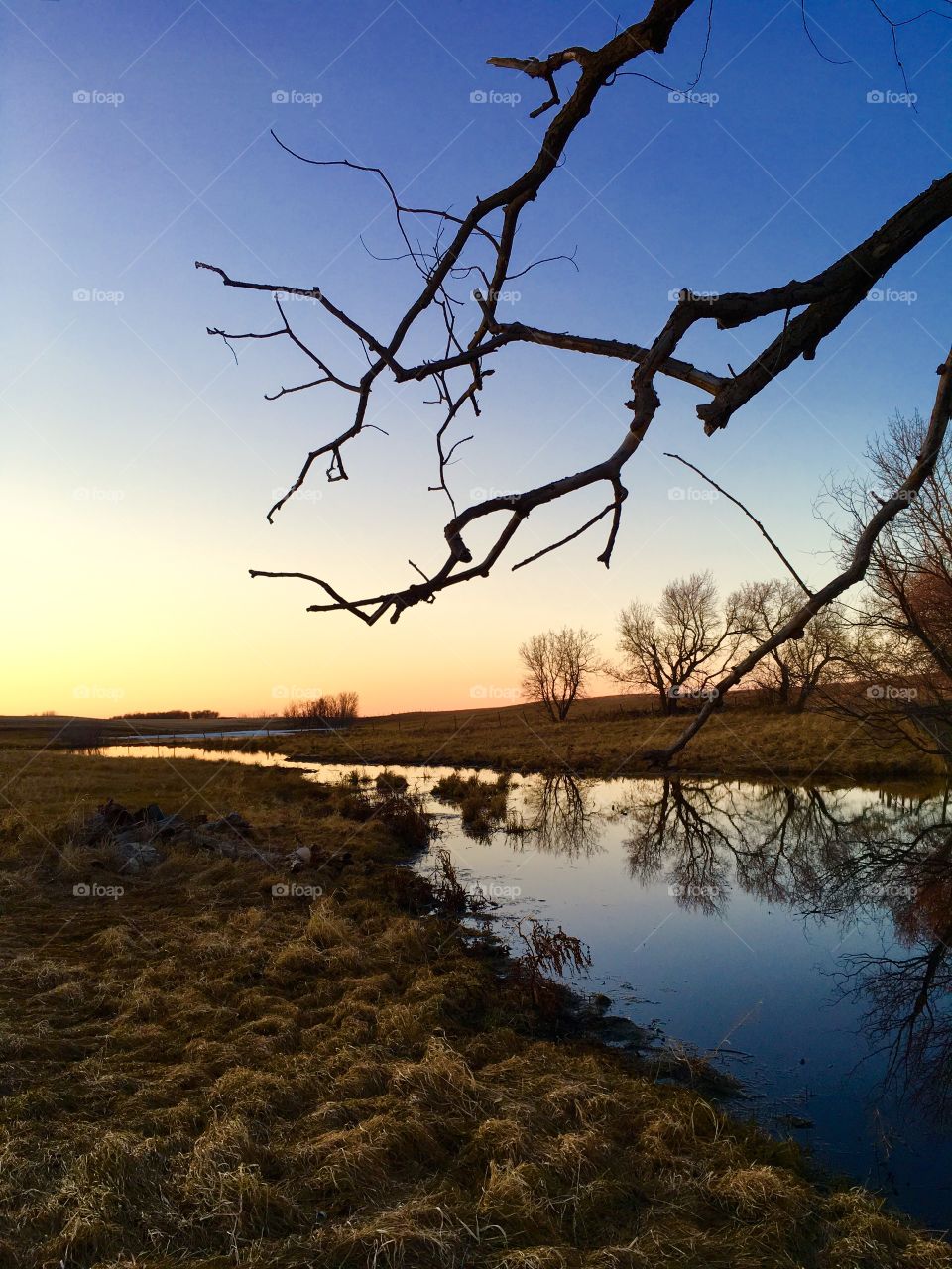 Spring shadows 