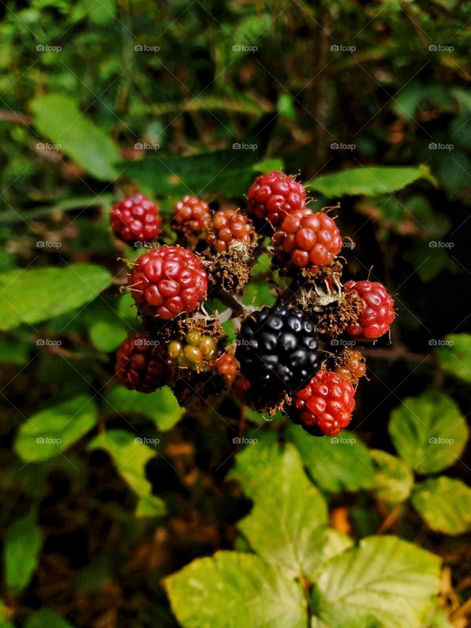 Raspberries in my backyard