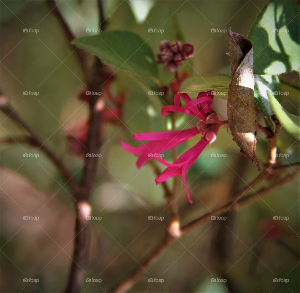 pink flowers