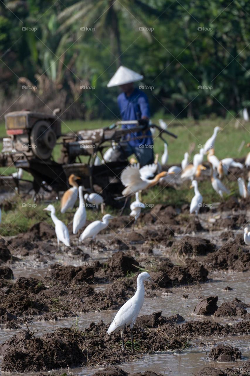 the farmer is plowing the field and the egrets are looking for food