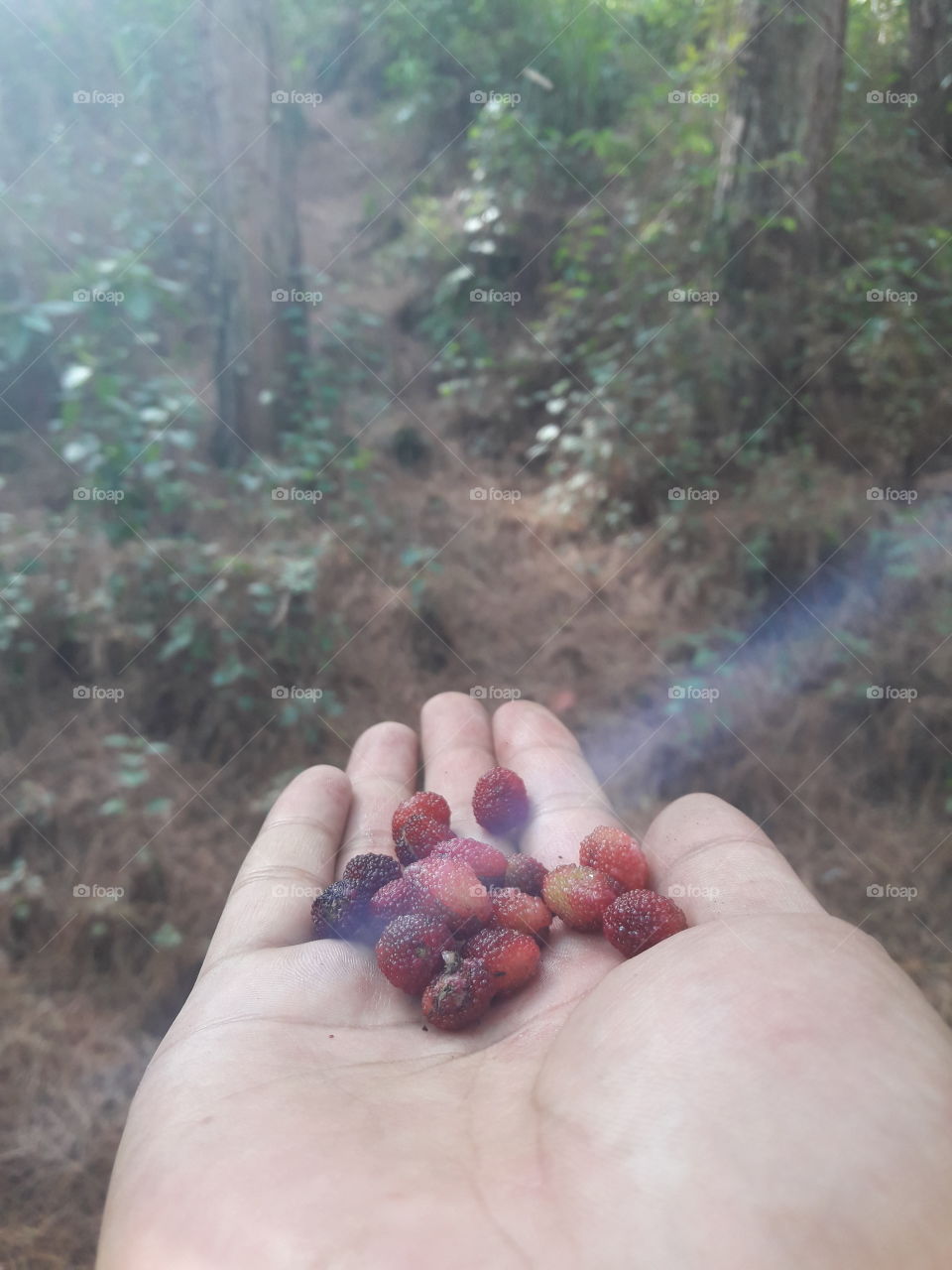 jungle berry hunt