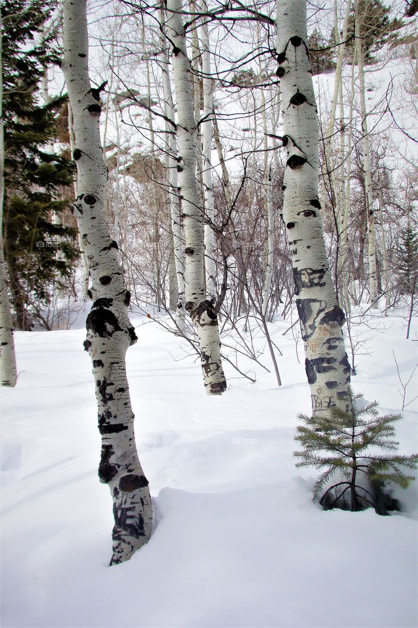 Aspen Trees