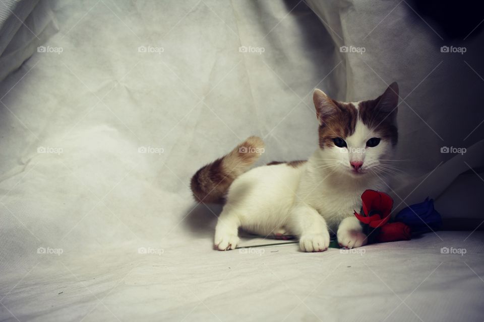 red cat and  flowers