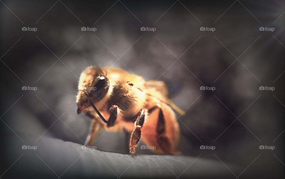 Bee
