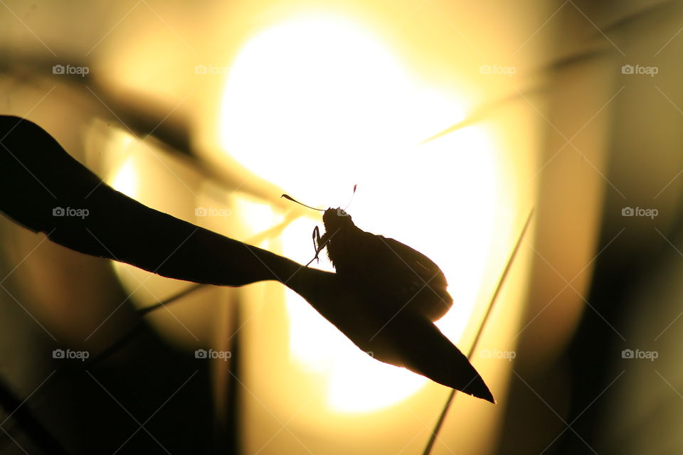 Morning Symphony. I take this amazing picture in the morning