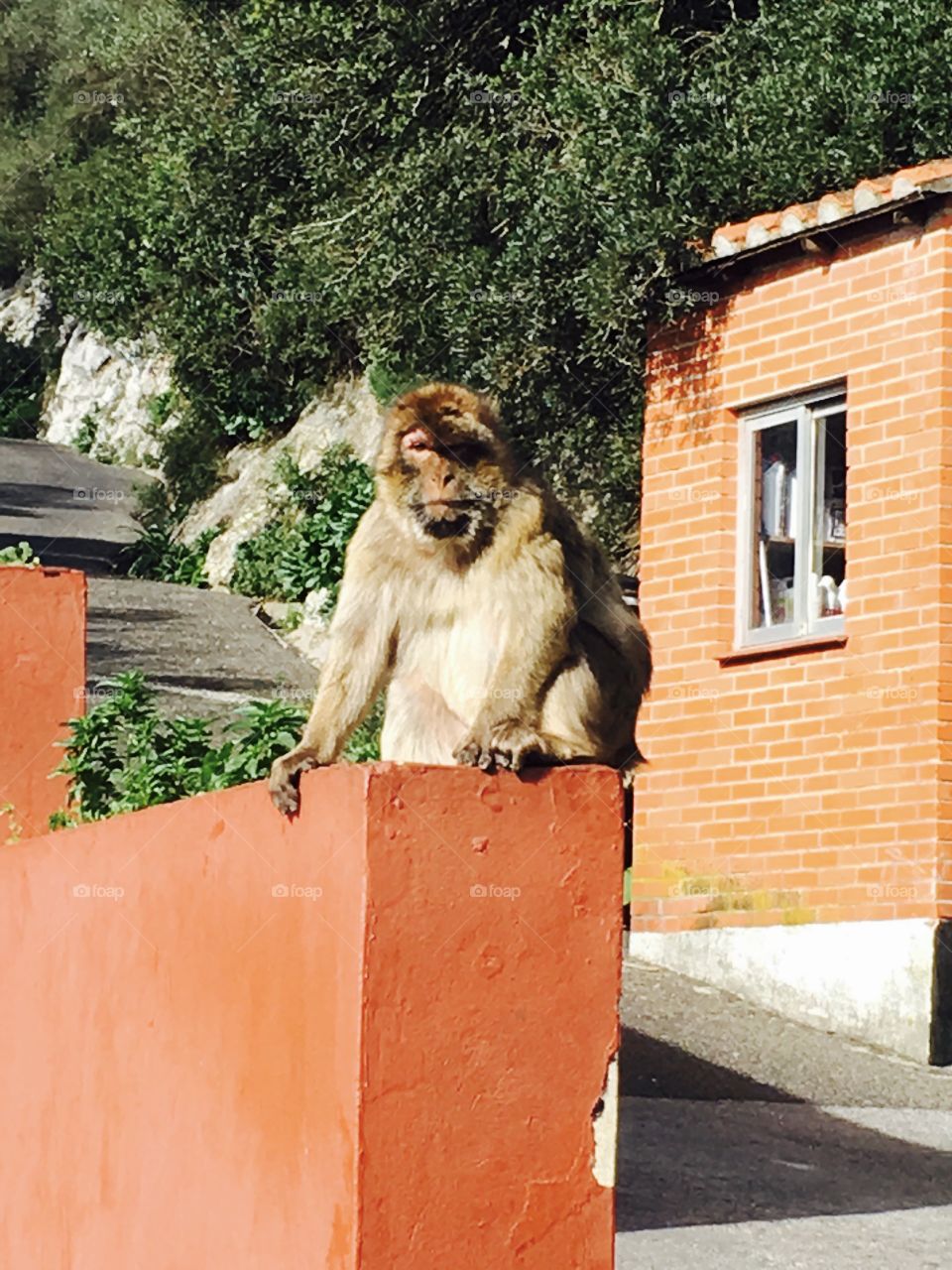 Macaques-travel-nature reserve 