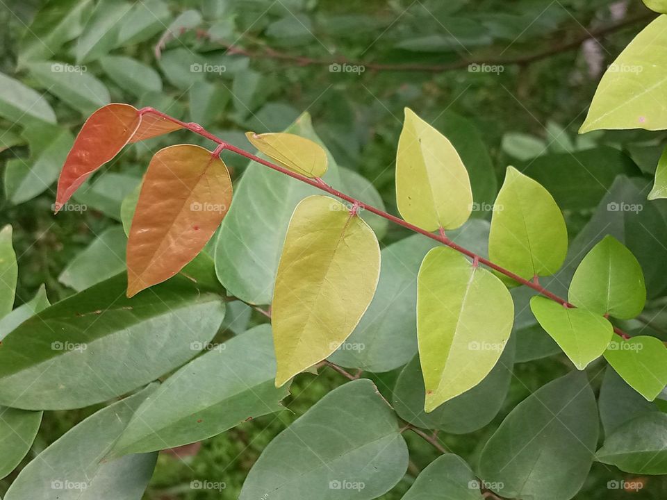 Natural Colour range