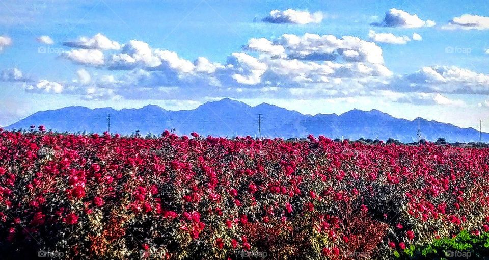 roses, mountains, and sky