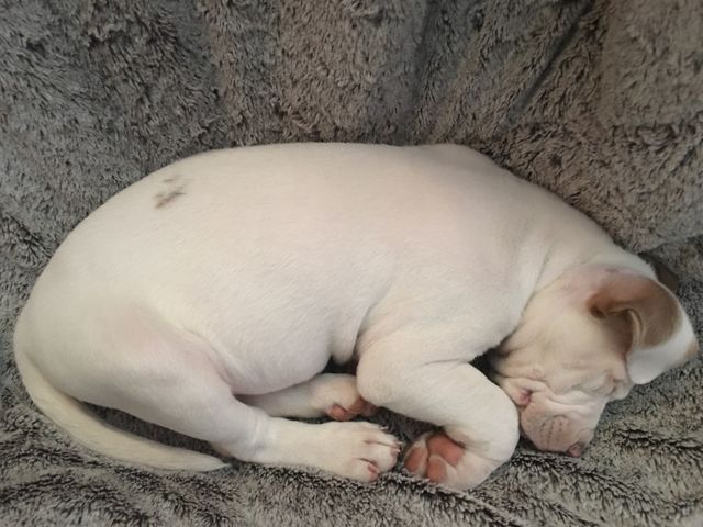Sleepy dog