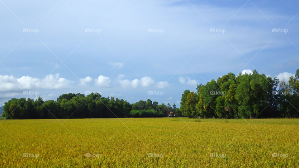 Ricefield
