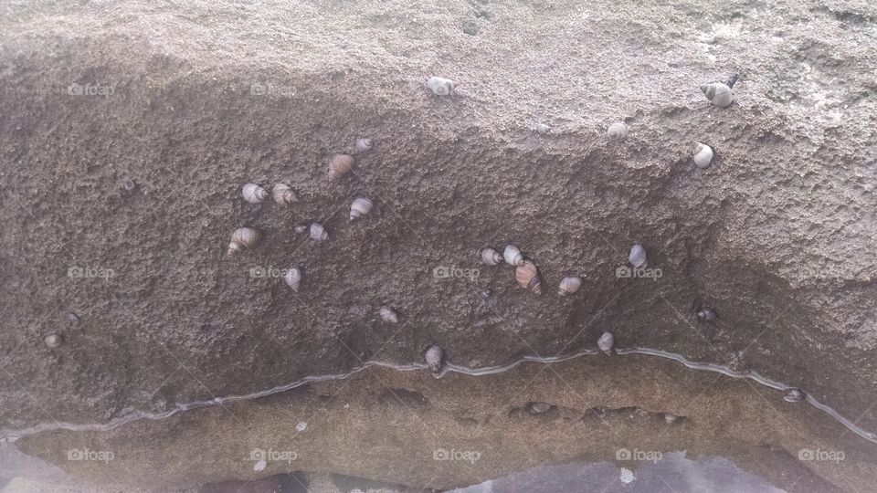 a colony of hermit crabs