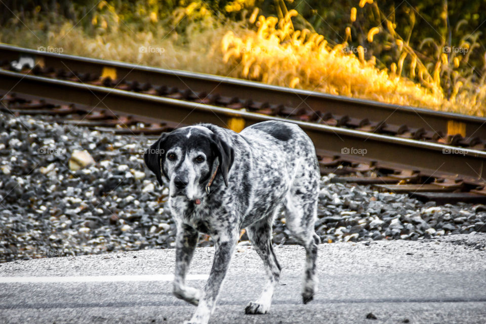 Dog near railroad track